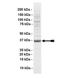 Eurofins DiscoverX Fer Protein, Active 10 &mu;g | Buy Online | Eurofins DiscoverX | Fisher Scientific